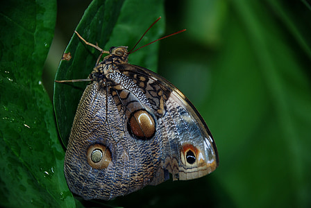 closeup photo of maple gray butterfly thumbnail