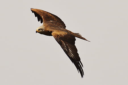 brown eagle thumbnail