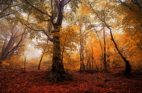 brown leaf trees thumbnail