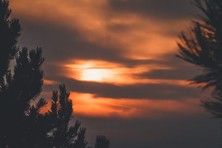 silhouette of trees during golden hour thumbnail
