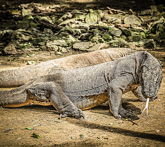 two brown and gray comodo dragons thumbnail