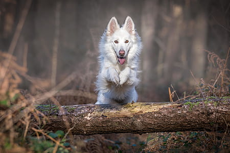 dog, tree, forest, brown thumbnail
