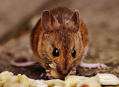 food, animal, cute, blur thumbnail