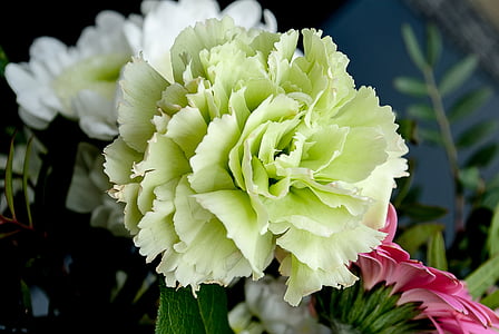 close-up photography of green and white artificial petaled flowers thumbnail