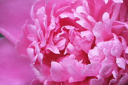 closed up photo of pink peony thumbnail