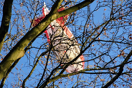 brown tree thumbnail