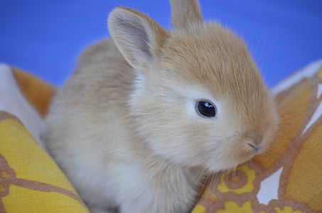 brown rabbit on orange textile thumbnail