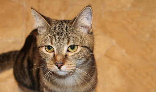 selective focus photo of brown tabby cat thumbnail