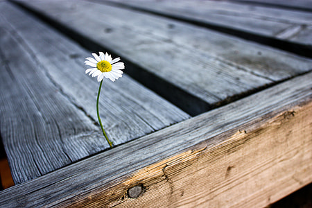 white chamomile on brown wooden surface close up photo thumbnail