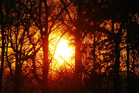 trees and sunset thumbnail