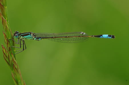 Macro Photography of Blue and Brown Dragonfly thumbnail