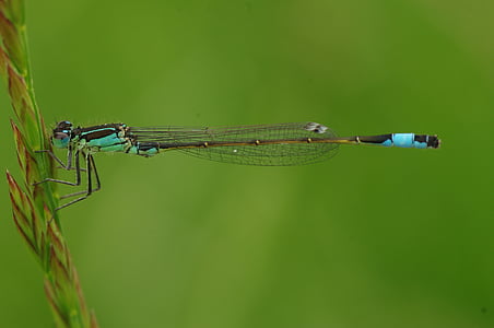 green damselfly perched on green leaf at daytime thumbnail