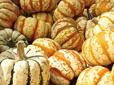 bunch of orange squash thumbnail