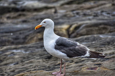 bird, beach, water, rocks thumbnail