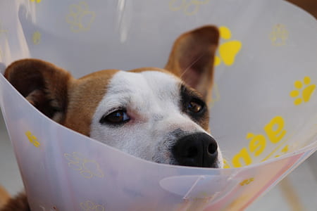 dog wearing white Elizabeth Tan collar thumbnail
