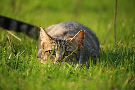 shallow focus photography of cat playing on grass field thumbnail