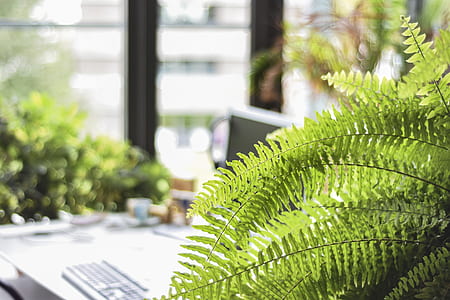 selective focus photography of green Boston fern plant thumbnail