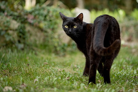bombay cat standing on grass thumbnail