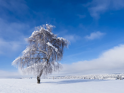 snow covered tree under blue sky thumbnail