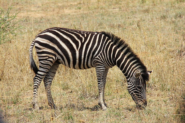 adult zebra at the field during day
