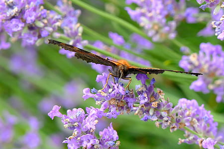 close up photo of orange butterfly perched on flower thumbnail