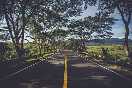 Road Surrounded by Green Trees thumbnail