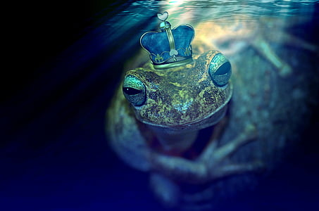 king frog walppaper thumbnail