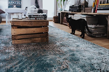 Designer living room interior with a wooden box table and a light blue carpet thumbnail