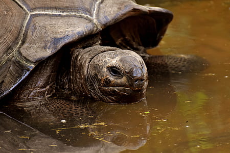 tortoise walking in body of water thumbnail
