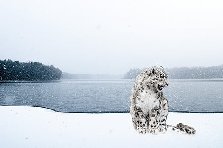 jaguar near body of water during daytime thumbnail
