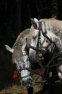 two white horses thumbnail