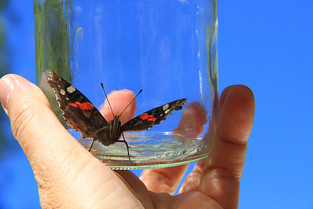 painted lady butterfly in clear glass jar at daytime thumbnail