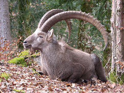 brown ram sitting on ground beside tree at daytime thumbnail