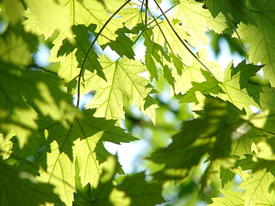 green maple leaves wallpaper thumbnail