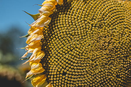 macro photography of sunflower thumbnail
