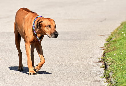 medium tan dog walking on concrete surface near grass thumbnail
