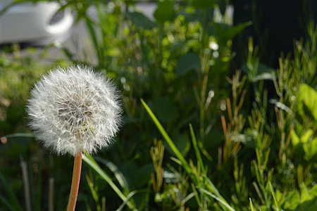 Dandelion, Flower thumbnail