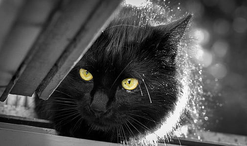 grayscale photo of black cat thumbnail