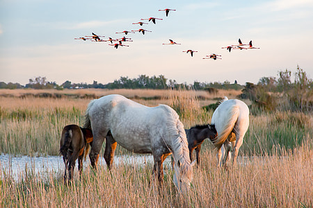 animal photography of two white horses and pony near body of water thumbnail