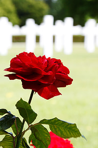 close-up photo of red rose in bloom thumbnail