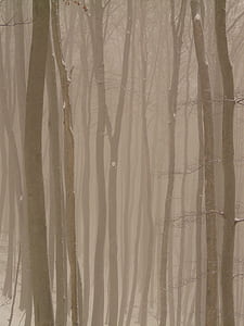 tall trees under foggy weather thumbnail
