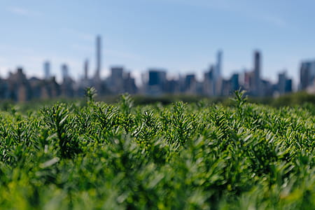 City Behind Greenery Photo thumbnail