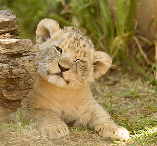 wildlife photography of cub thumbnail