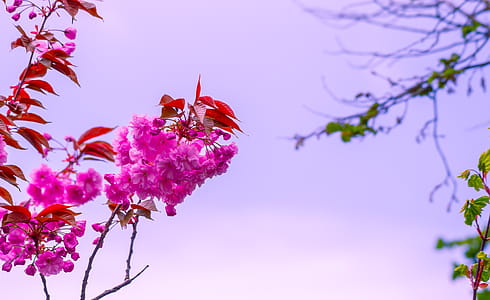 Selective Focus Photography of Pink Flowers thumbnail
