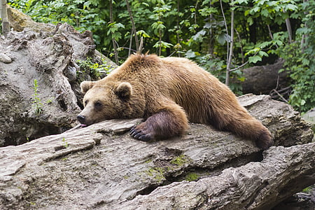 brown bear lying on brown tree thumbnail