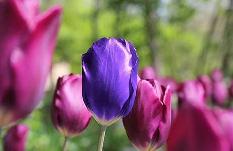 selective focus photography of purple tulip thumbnail