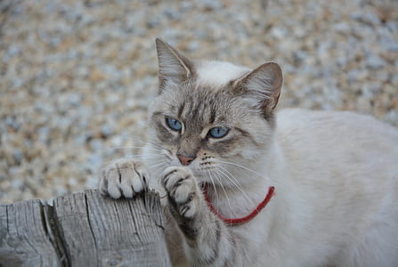 selective focus photo of brown and white cat thumbnail