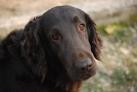 adult chocolate flat-coated retriever thumbnail
