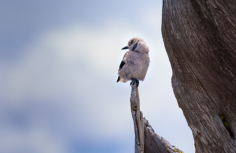 selective focus photography of bird perching on post thumbnail