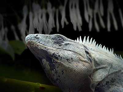 selective focus photography of gray iguana thumbnail